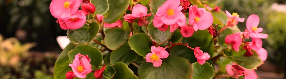 Begonia