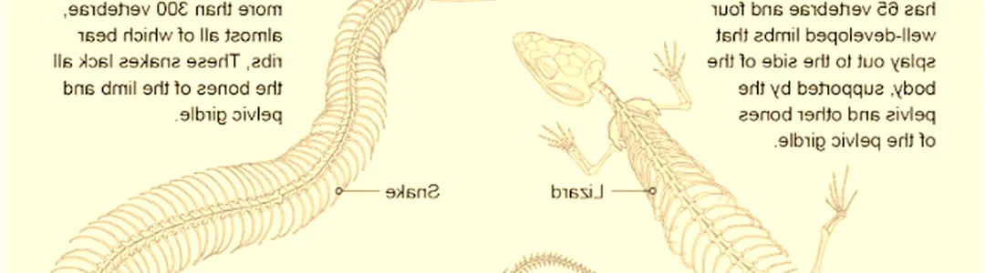 Evolution of a Snake