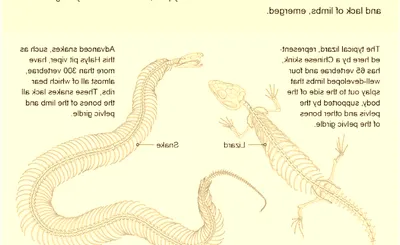 Evolution of a Snake