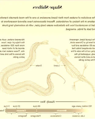Evolution of a Snake Somerville